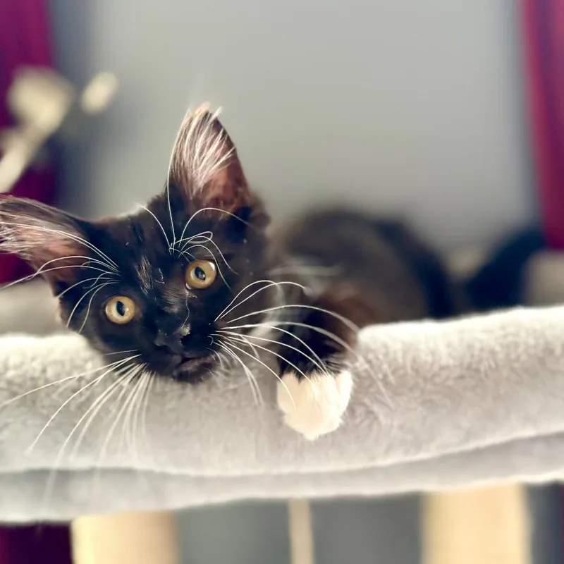 A baby small-sized female Domestic Medium Hair cat named Zoey for adoption in Cumming, GA