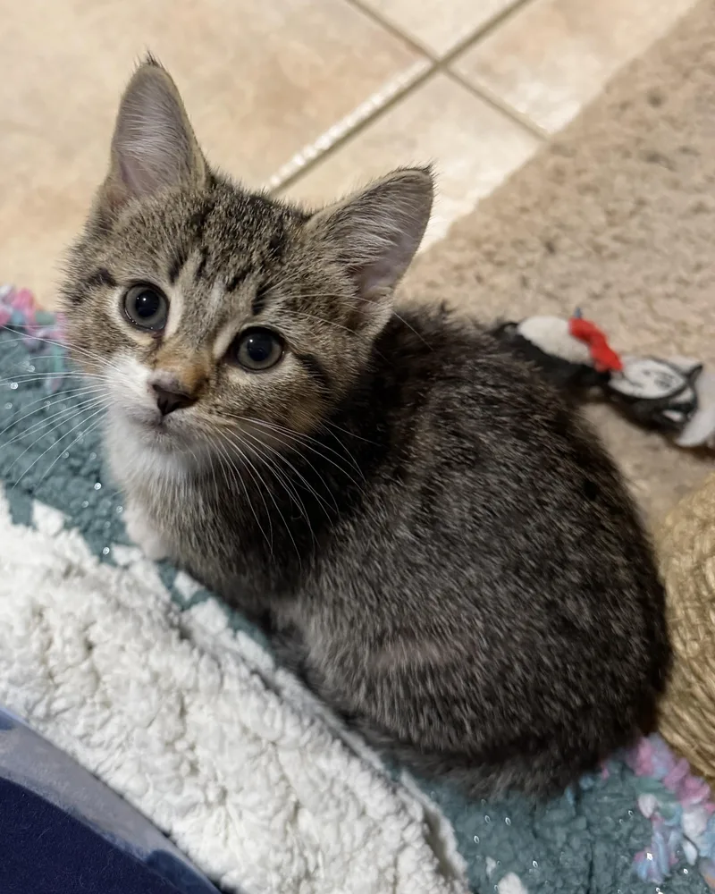 A baby medium-sized female Tabby (Brown / Chocolate) Domestic Short Hair cat named Tootsie for adoption in East Hanover, NJ