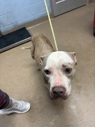 A senior large-sized female Mixed Breed dog named Rousse for adoption in Chamblee, GA