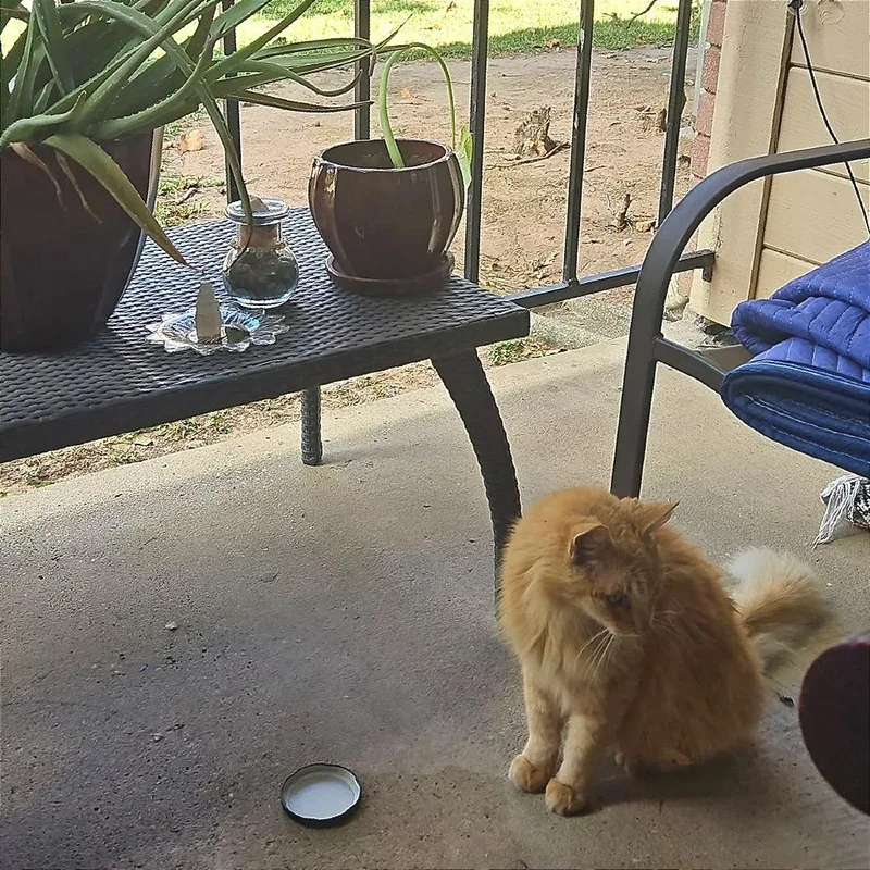A senior large-sized male Orange / Red Domestic Long Hair cat named Pumpkin for adoption in Webster, TX