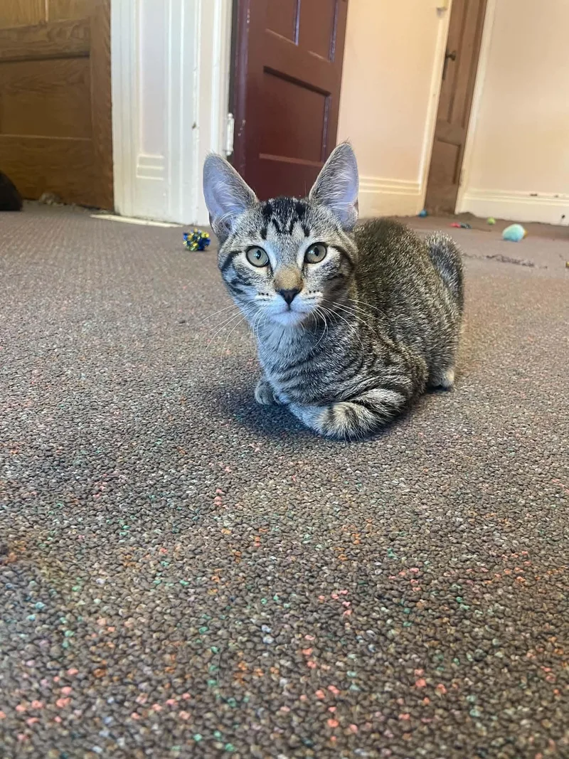 A young medium-sized female Tabby (Brown / Chocolate) Domestic Short Hair cat named Gabapentin for adoption in Penfield, NY