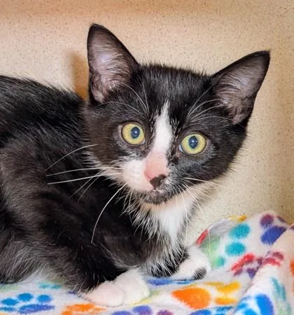 A baby small-sized male Domestic Short Hair cat named Ransom for adoption in Bellevue, WA