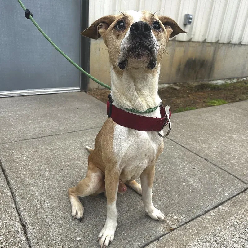 An adult medium-sized male Yellow / Tan / Blond / Fawn Pit Bull Terrier dog named Hulk for adoption in Warrensburg, MO