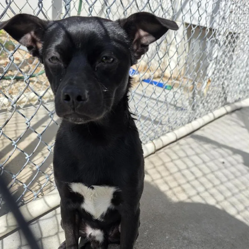 A young small-sized male Black Terrier dog named Aurotheodore for adoption in Aurora, MO