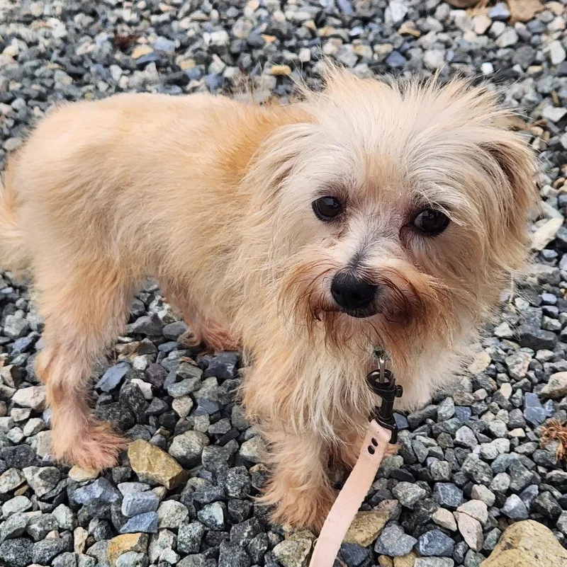 An adult medium-sized female Terrier dog named Selena for adoption in Walnutport, PA