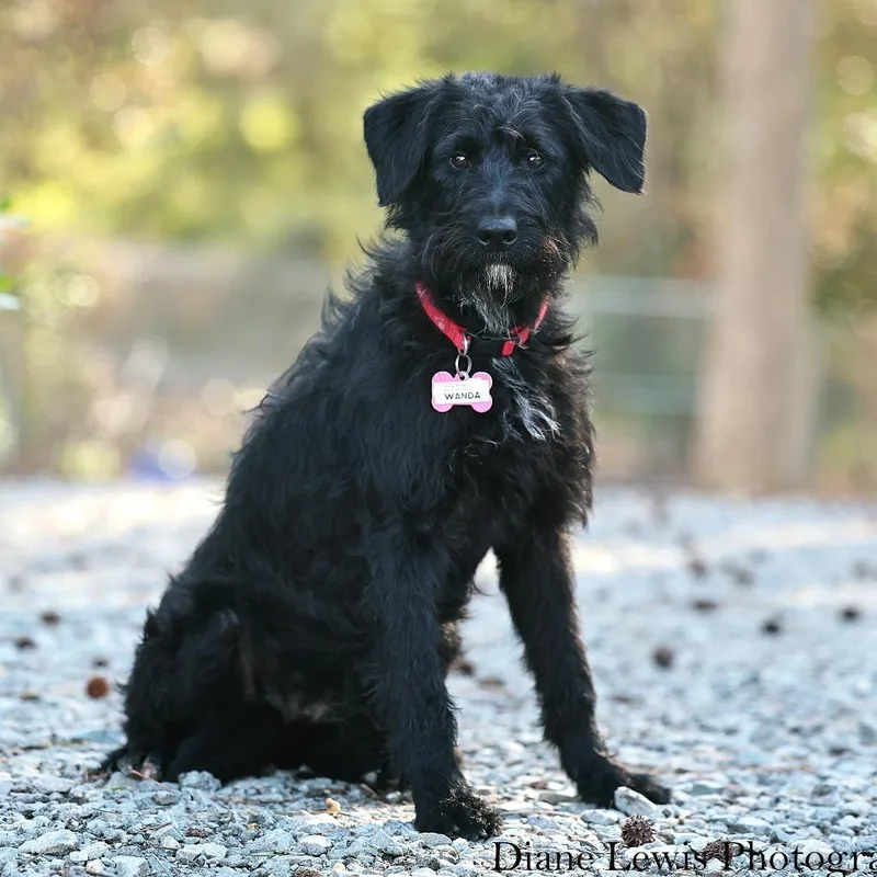 A young medium-sized female Black Terrier dog named Wanda for adoption in Wake Forest, NC