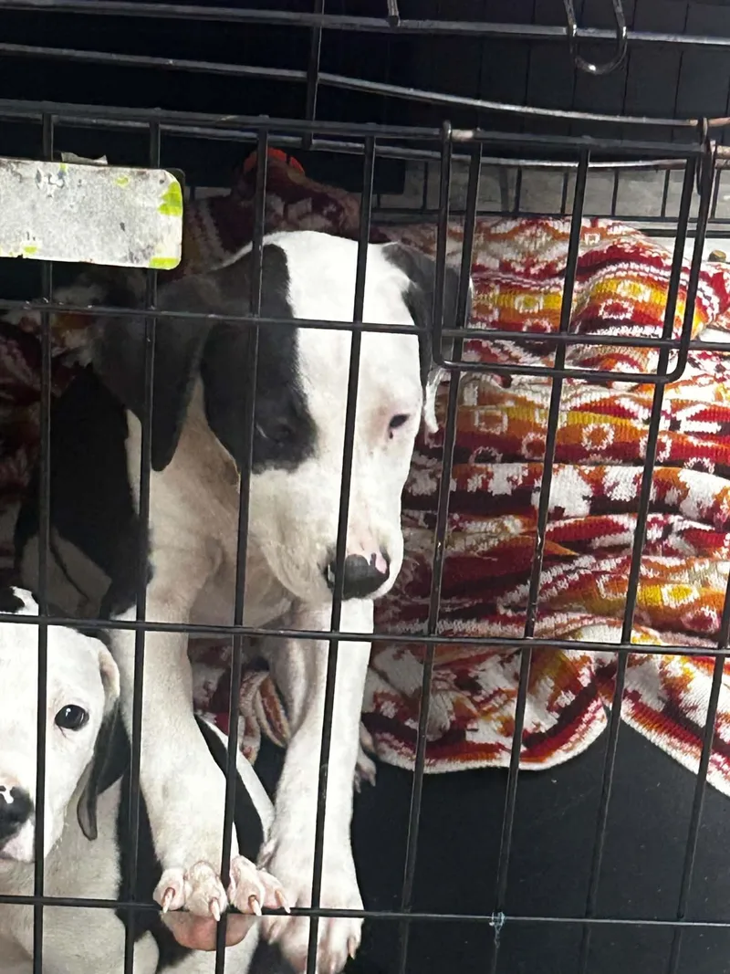 A young medium-sized male Plott Hound dog named Bando for adoption in Mobile, AL