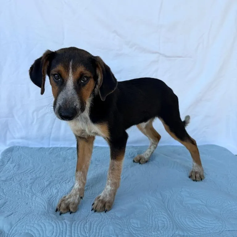 A baby small-sized male Border Collie dog named Padfoot for adoption in Carencro, LA