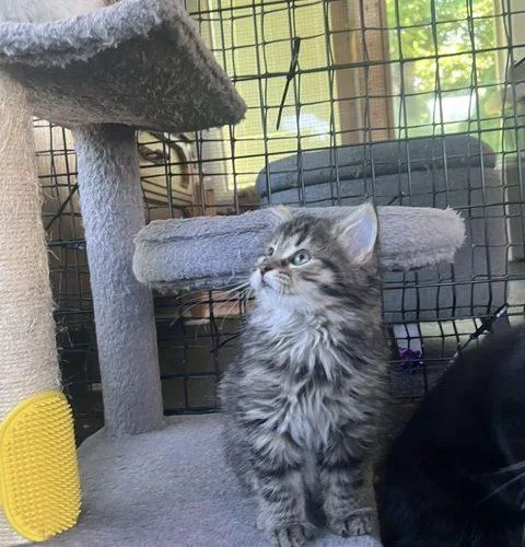 A baby small-sized male Tabby (Brown / Chocolate) Domestic Long Hair cat named Wheels for adoption in Kenosha, WI