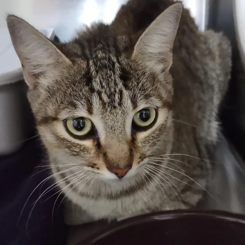 A young medium-sized female Gray / Blue / Silver Domestic Short Hair cat named Mango for adoption in Upland, CA