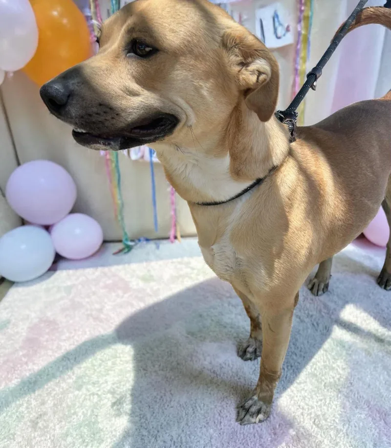 A young medium-sized female Golden Labrador Retriever dog named Thelma for adoption in Ventura, CA
