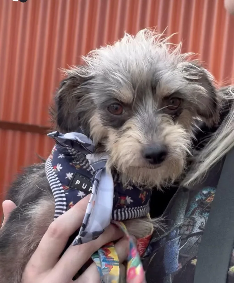 A young small-sized female Gray / Blue / Silver Yorkshire Terrier dog named Pidge for adoption in Los Angeles, CA