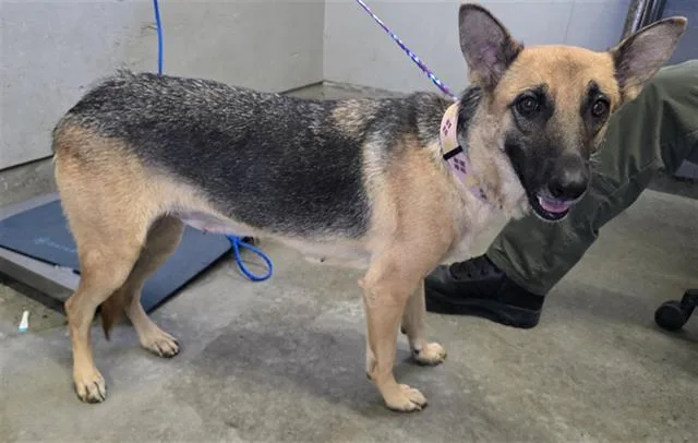 A young large-sized female German Shepherd Dog dog named Hilda for adoption in Camarillo, CA