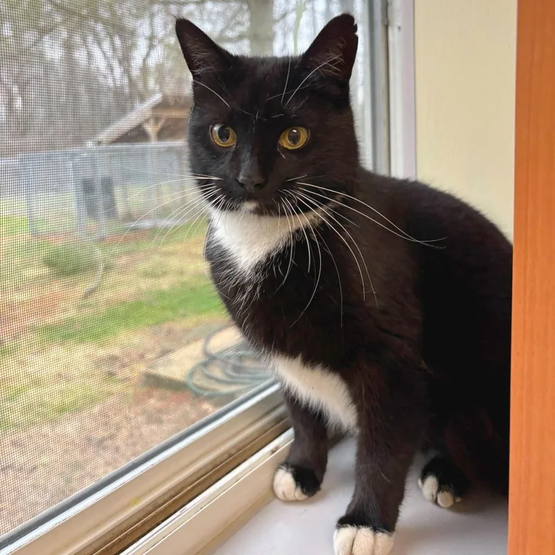 An adult medium-sized female Black Domestic Short Hair cat named Lady for adoption in Newark, DE