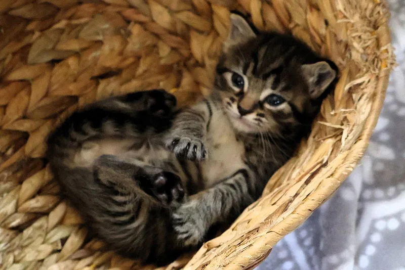 A baby small-sized female Domestic Short Hair cat named Pretzel for adoption in Mount Pleasant, SC