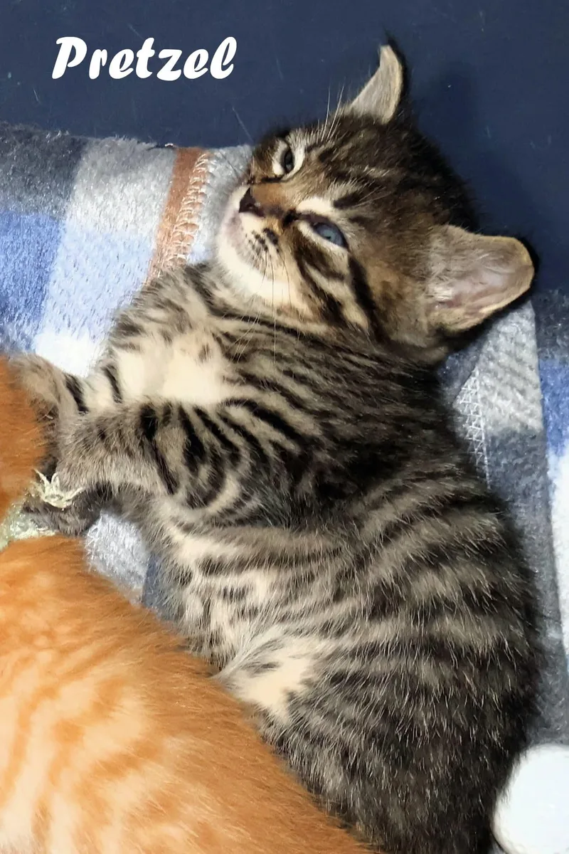 Pretzel thumbnail 2