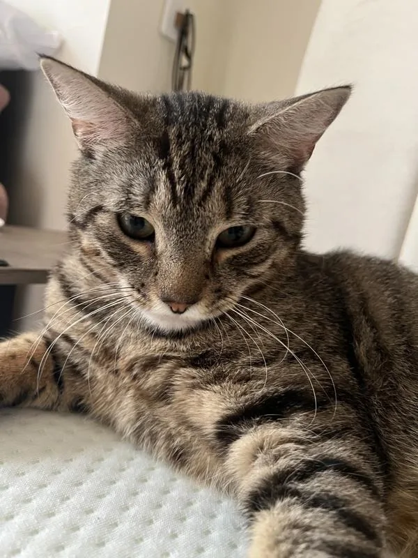 Croquette thumbnail 2