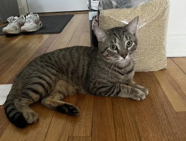 Croquette thumbnail 3