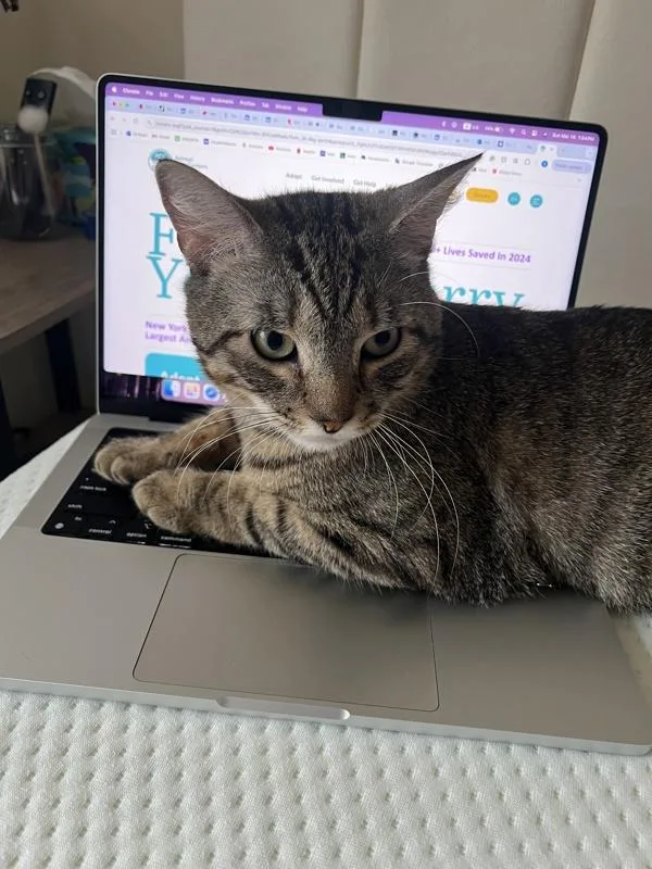 Croquette thumbnail 4