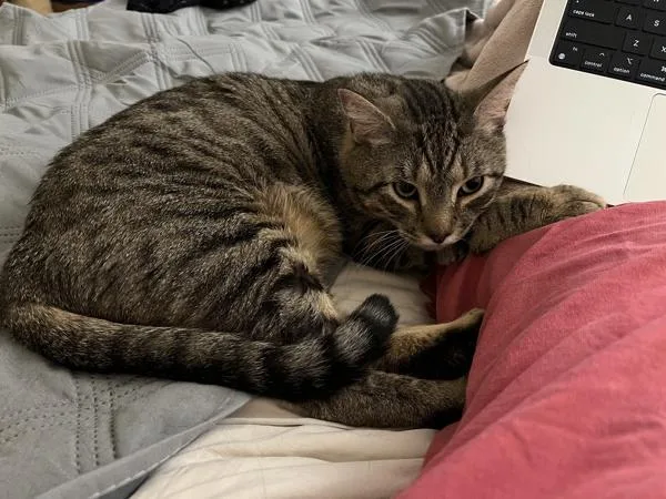 Croquette thumbnail 5