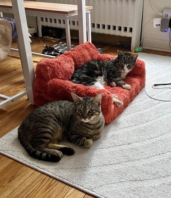 Croquette thumbnail 6