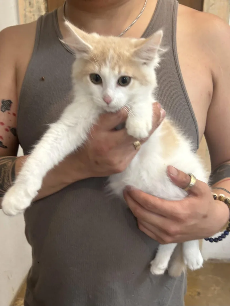 A baby medium-sized male Buff & White Domestic Medium Hair cat named Sherbert for adoption in Napa, CA