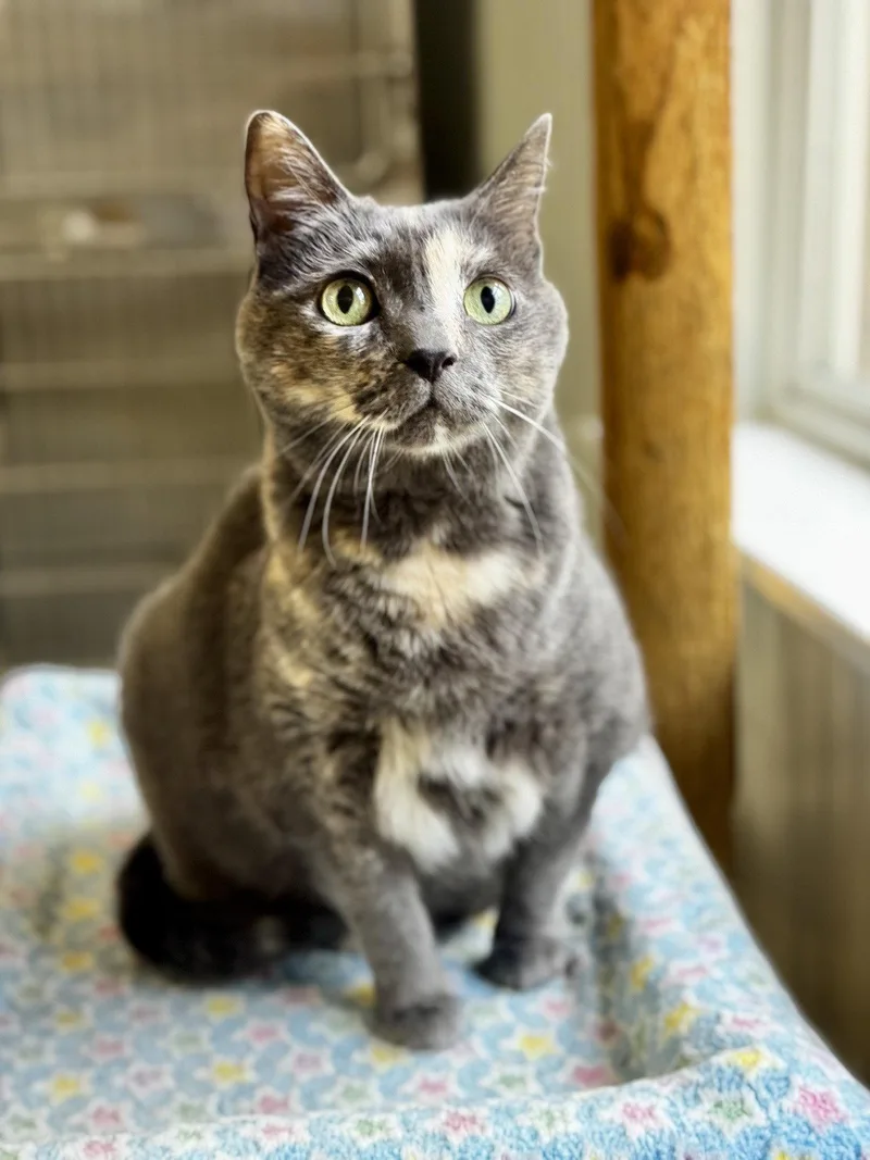 An adult medium-sized female Domestic Short Hair cat named Anna for adoption in Hilton Head Island, SC