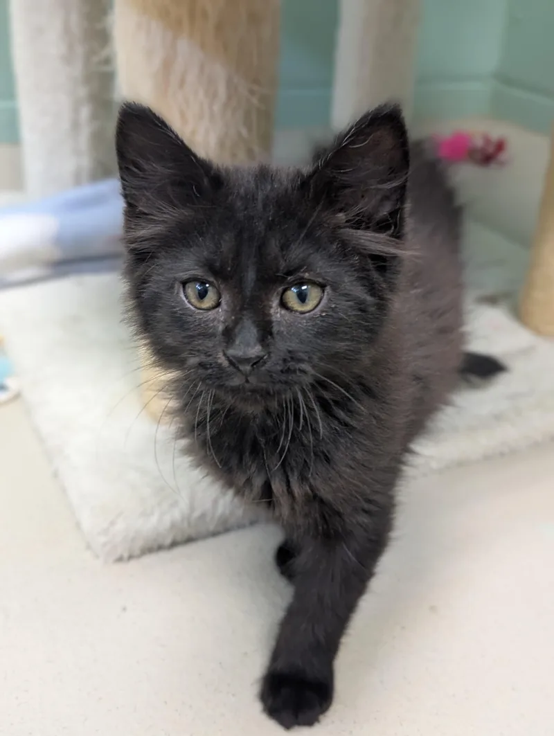 A baby medium-sized male Black Domestic Long Hair cat named Jalapeño Popper for adoption in Jefferson, WI