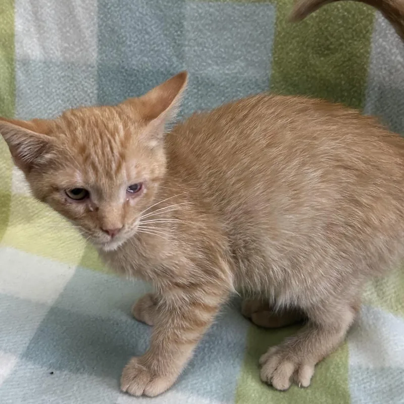 A baby small-sized male Orange / Red Domestic Short Hair cat named Lawerence for adoption in West Point, MS