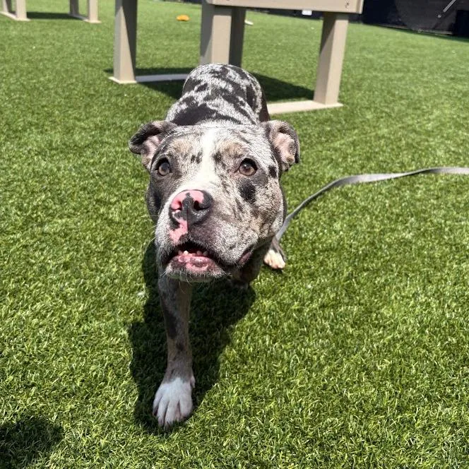 Delilah