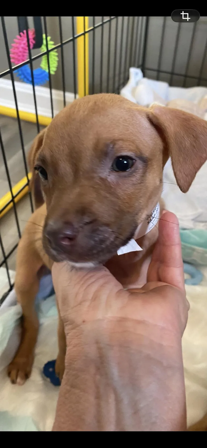 A baby medium-sized female Boxer dog named Rosetta for adoption in Newport, KY