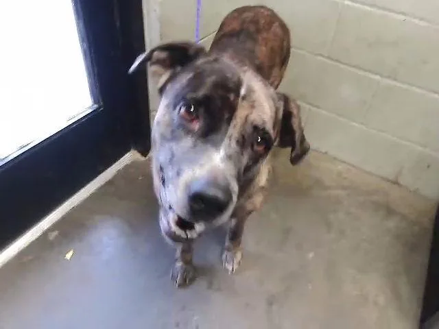 A young large-sized female Pit Bull Terrier dog named Cookie for adoption in Tulsa, OK