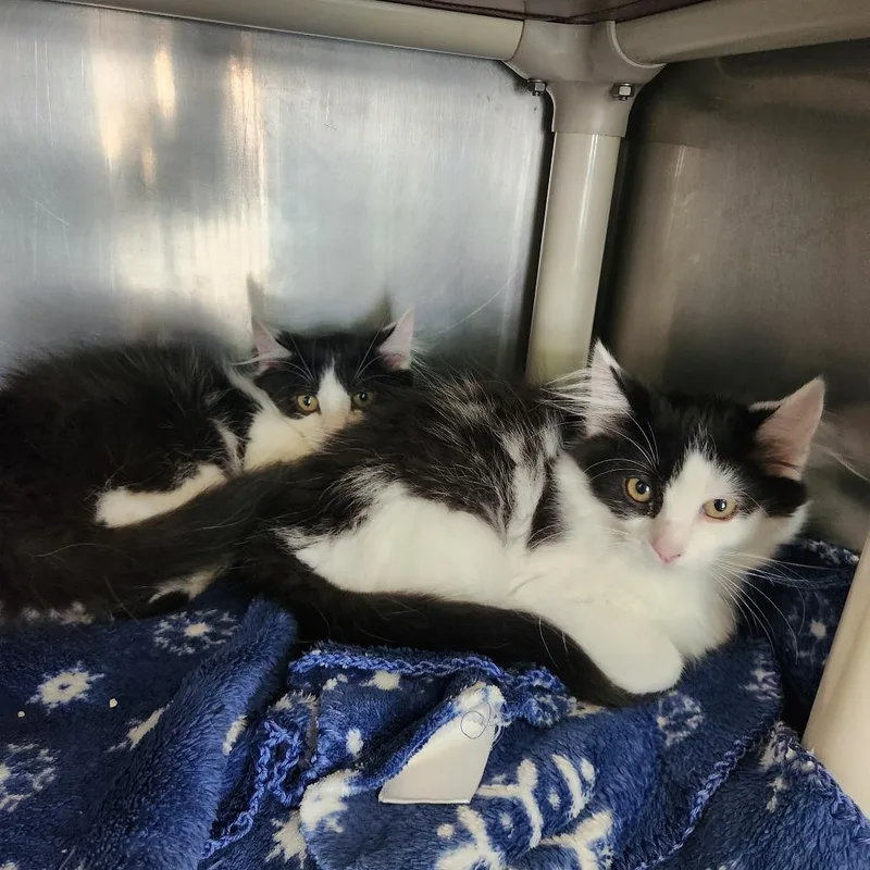 A baby small-sized female White Domestic Long Hair cat named Tigger for adoption in Brockton, MA
