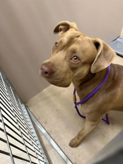 A young large-sized male Pit Bull Terrier dog named Leon for adoption in San Jose, CA