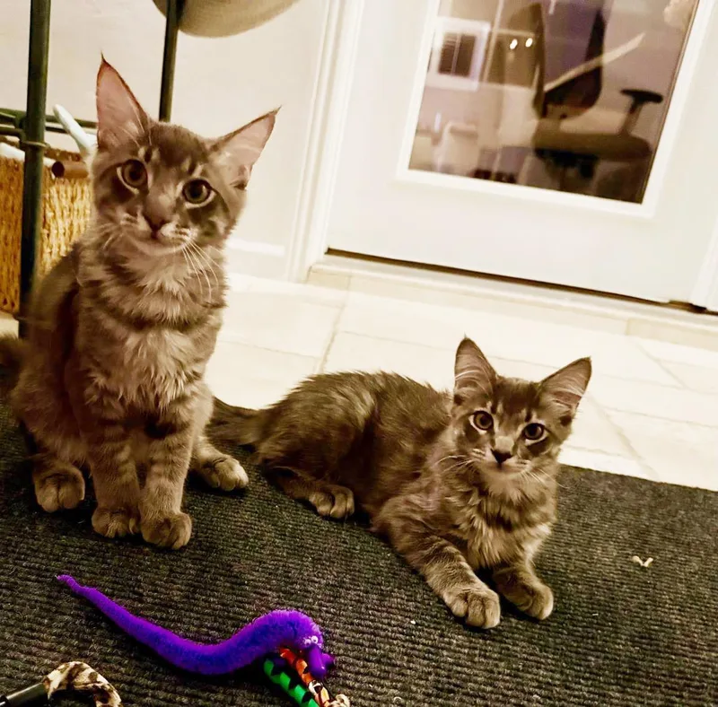 A baby small-sized male Domestic Medium Hair cat named Donner Ferguson Bonded To for adoption in Chandler, AZ