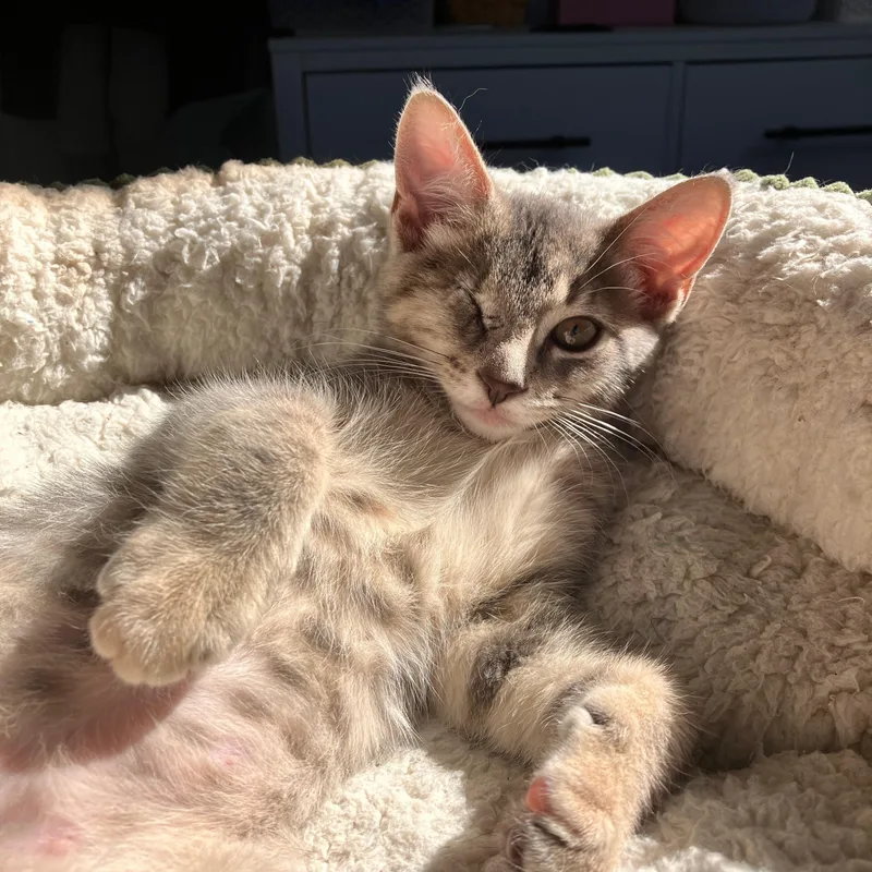 A baby medium-sized female Tabby (Gray / Blue / Silver) Domestic Short Hair cat named Becca for adoption in Moriches, NY