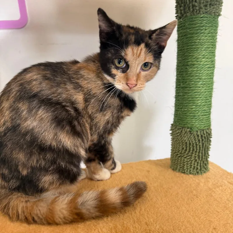 A baby small-sized female Calico Domestic Short Hair cat named Tessa for adoption in Houston, TX