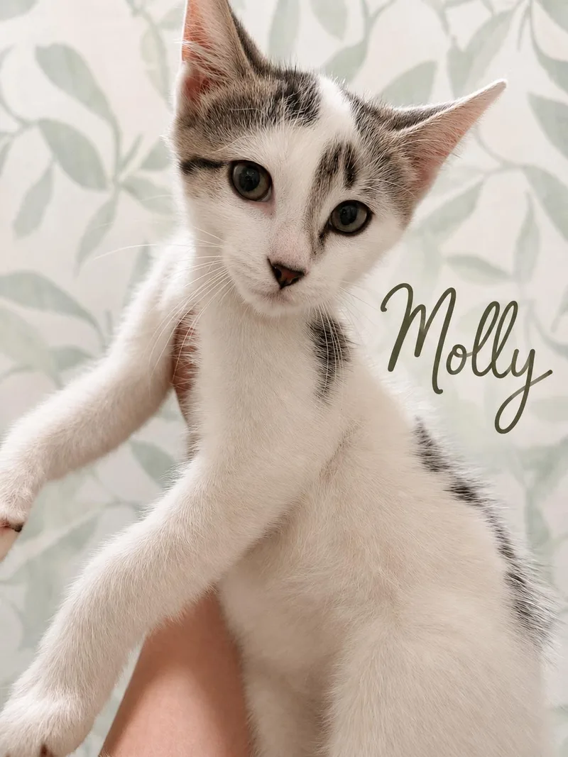 A baby small-sized female White American Shorthair cat named Molly for adoption in Paulina, LA