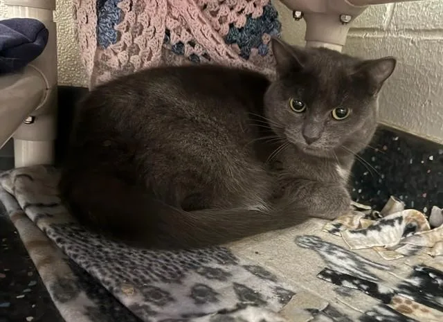 An adult small-sized female Domestic Short Hair cat named Fifty Seven for adoption in Peoria, IL