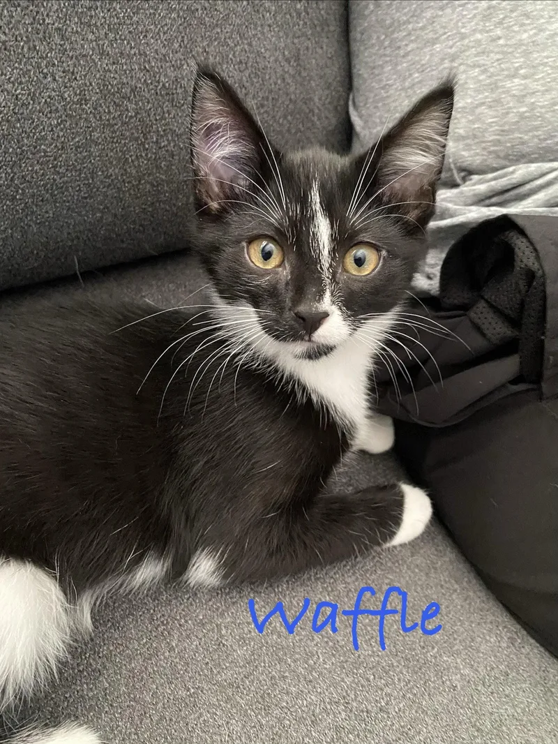 Waffle  Willow Grove thumbnail 2
