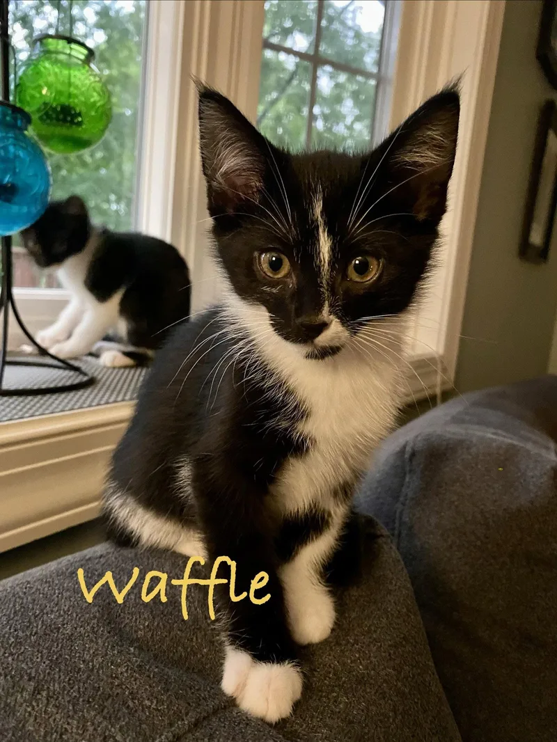 Waffle  Willow Grove thumbnail 3