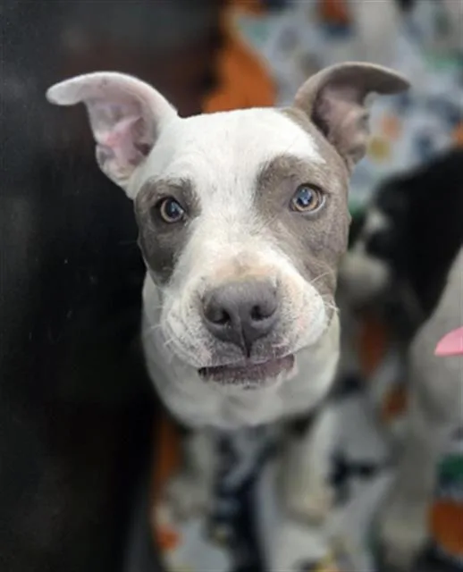 A young medium-sized male Mixed Breed dog named Oakley for adoption in Dallas, TX