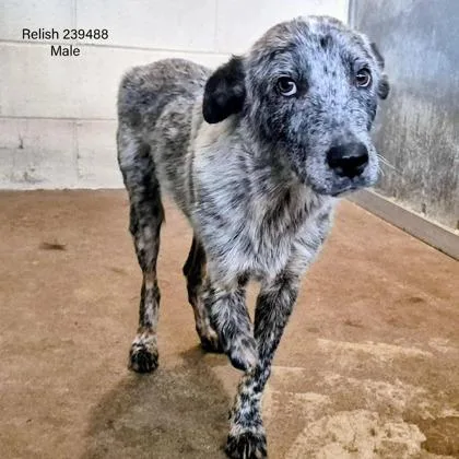 An adult medium-sized male Cattle Dog dog named Relish for adoption in Morton Grove, IL