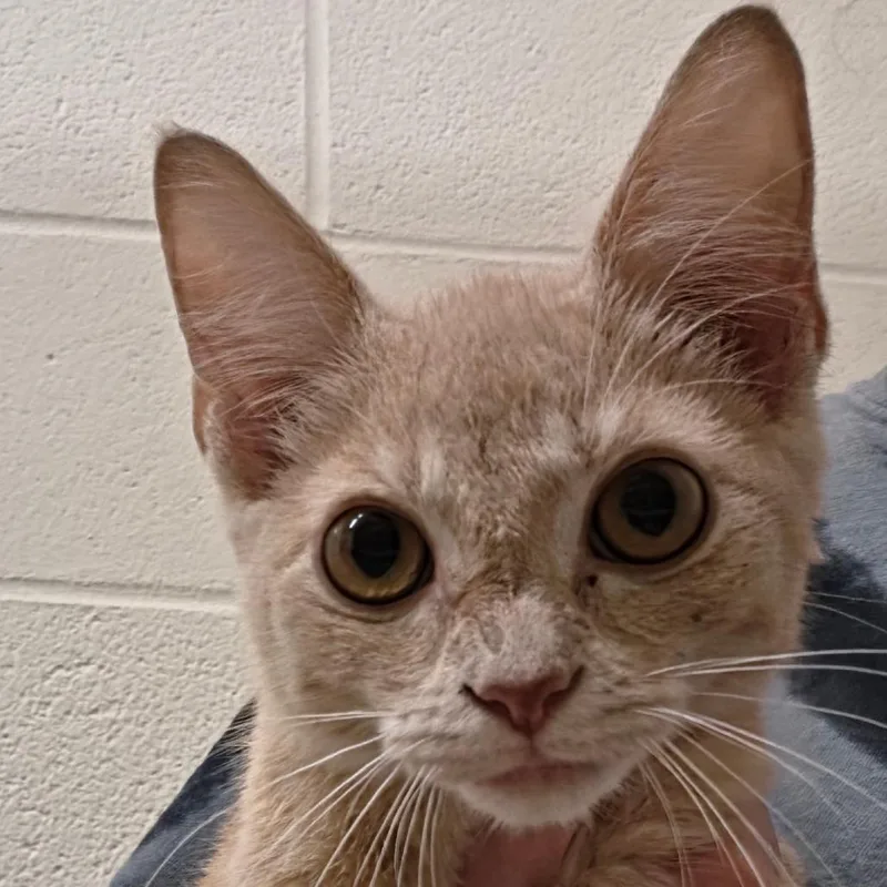 A baby small-sized male Buff / Tan / Fawn Domestic Short Hair cat named Pumpkin for adoption in Zanesville, OH