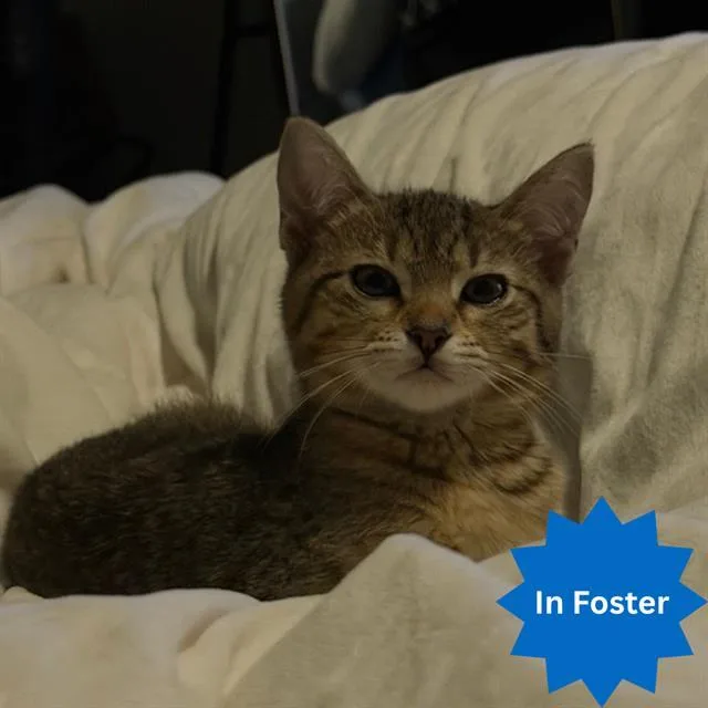 A baby small-sized female Domestic Short Hair cat named Elmo for adoption in Indianapolis, IN