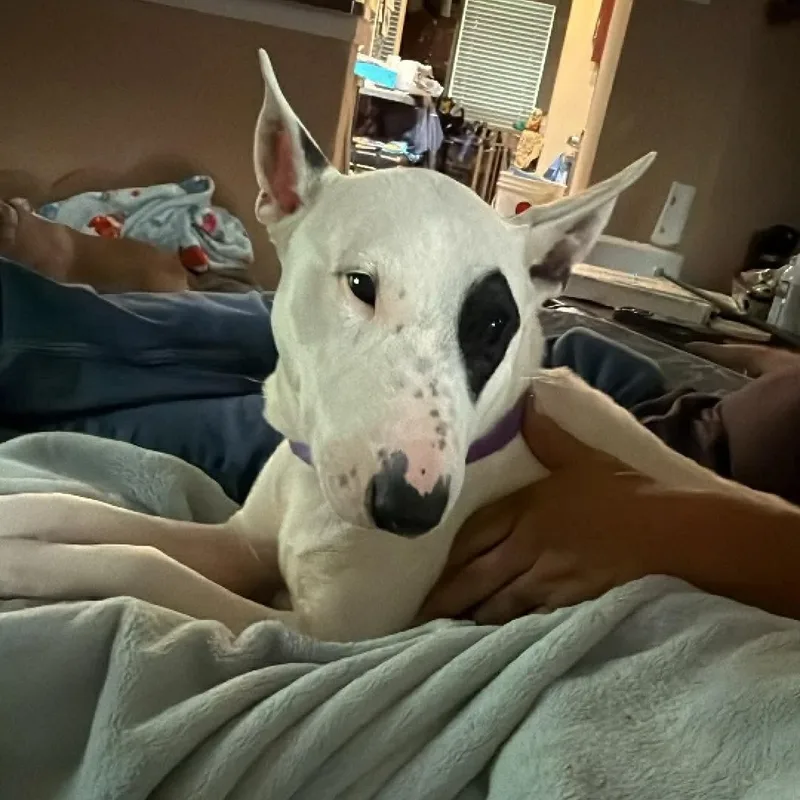 Buddy thumbnail 3