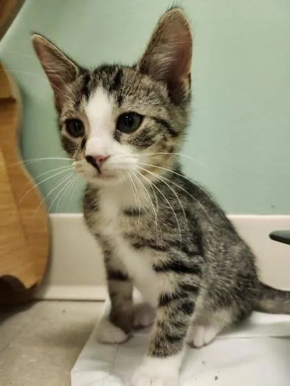 A baby small-sized female Domestic Short Hair cat named Cadpig for adoption in Columbus, IN