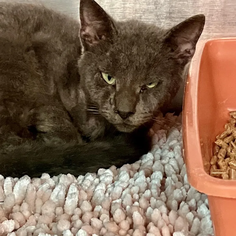 An adult medium-sized male Gray / Blue / Silver Domestic Short Hair cat named Dwight for adoption in Port Charlotte, FL