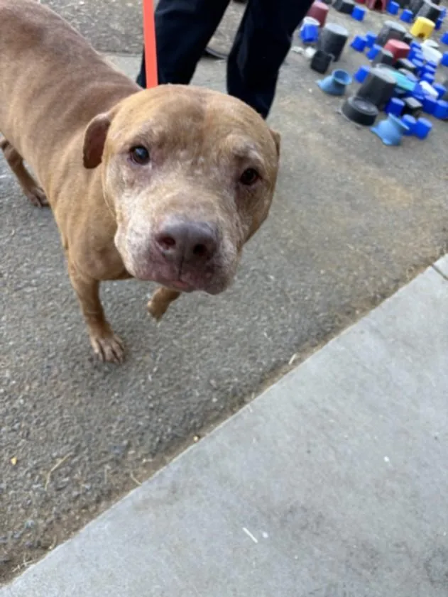 A senior large-sized male Pit Bull Terrier dog named Stitch for adoption in Olivehurst, CA