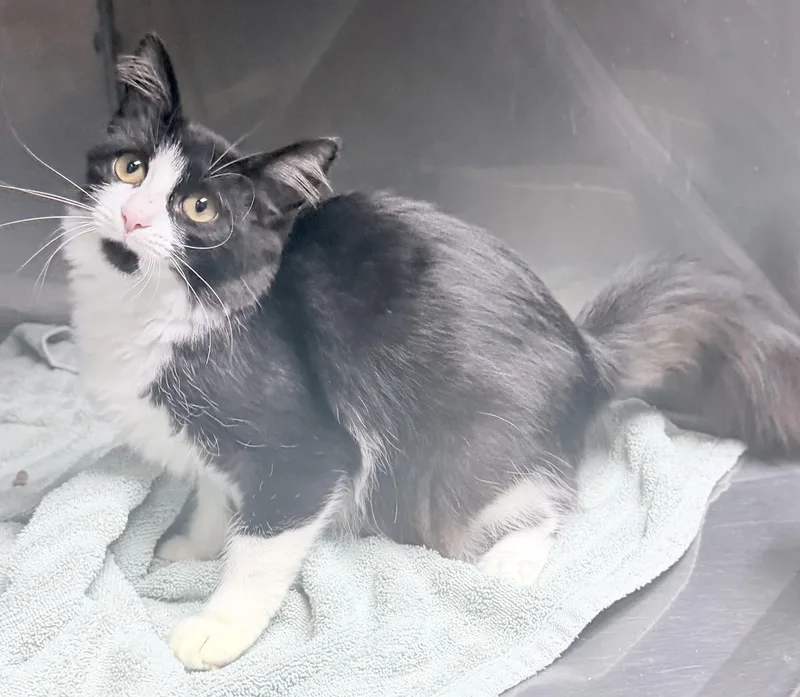 A young medium-sized female Domestic Long Hair cat named Meenie for adoption in Elizabethtown, NC